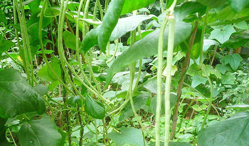 蔬菜幾月份種植？